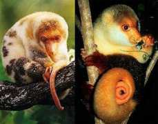 factzoo.com Cuscus