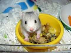 thecuteproject.com Cutelover