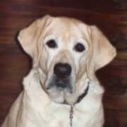 loveon4paws.org Cvalencia