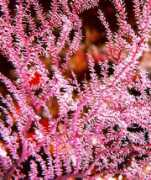 Cweed