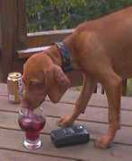 Cwine