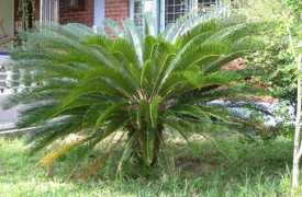 Cycad