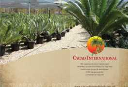 Cycad