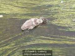 franklludwig.com Cygnet