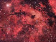 Cygnus