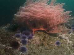 ladiving.org Cyin