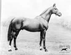 horseracinghistory.co.uk Cyllene