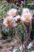 fotolibra.com Cynara