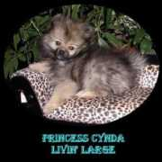 Cynda
