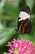 naturephoto.cz Cyndo