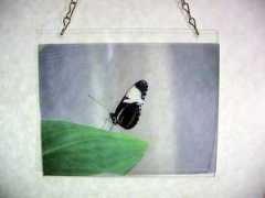 mybutterflies.com Cyndo