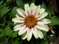 Cynia