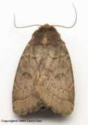 marylandmoths.com Cynica