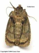marylandmoths.com Cynica