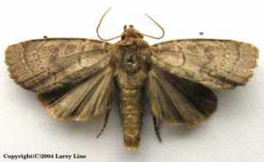 marylandmoths.com Cynica