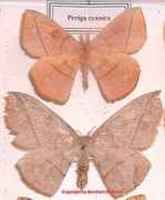 saturniidae-web.de Cynira