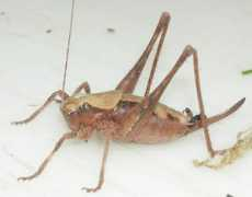 whatsthatbug.com Cynthe