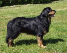 hovawart.cz Cyrol