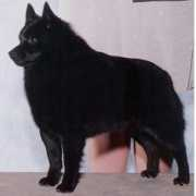 bonchien.com Cysco
