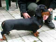 dachshund-land.ru Czuk