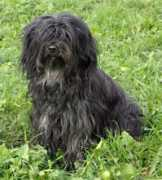 tibet-terrier-nien-yen.de Daaya