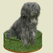 tibet-terrier-nien-yen.de Daaya