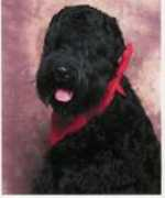 Dabear