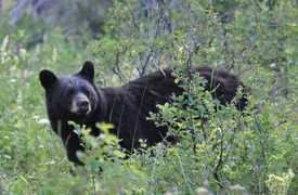 Dabear