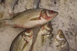 Dace