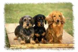 Dachshunds