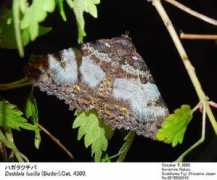 jpmoth.org Daddala