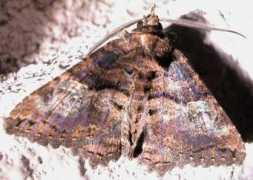 jpmoth.org Daddala