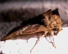jpmoth.org Daddala