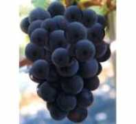 grower.co.kr Daebong