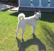 jindo-dog-rescue.org Daejin