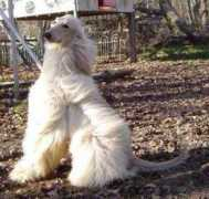 dogster.com Daemion