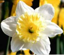 Daff