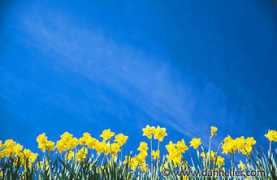 Daffodills