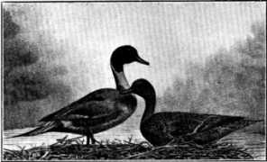 scientificlib.com Dafila