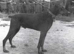 dobermann-review.com Dafnis