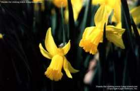 long-island.com Dafs