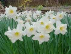 bagshotvillage.org.uk Dafs