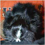 guineapigsrainbow.org Daggett