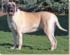 gatehousemastiffs.com Dagney