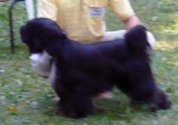 Dagsi