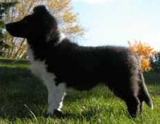 blueheavenshelties.com Dahlila