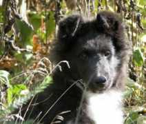 blueheavenshelties.com Dahlila