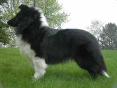 blueheavenshelties.com Dahlila