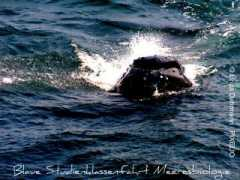 klassenfahrten.aureliaev.de Dahrmann