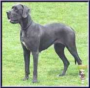 krusesdoggen.de Daidra